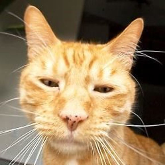 Meet your Posher, Iana - Picture 1 of 1